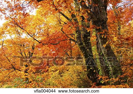 Autumn colors, Aomori Prefecture, Japan View Large Photo Image Picture - Autumn colors, Aomori Prefecture, Japan. Fotosearch