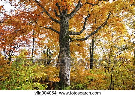Autumn colors, Aomori Prefecture, Japan View Large Photo Image Picture - Autumn colors, Aomori Prefecture, Japan. Fotosearch