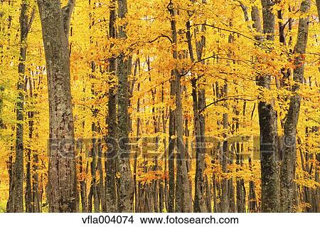 Picture - Autumn colors, Aomori Prefecture, Japan. Fotosearch