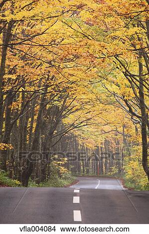 Picture - Autumn colors, Aomori Prefecture, Japan. Fotosearch
