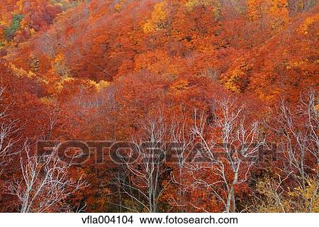Picture - Autumn colors, Aomori Prefecture, Japan. Fotosearch