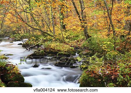 Autumn colors, Aomori Prefecture, Japan View Large Photo Image Picture - Autumn colors, Aomori Prefecture, Japan. Fotosearch