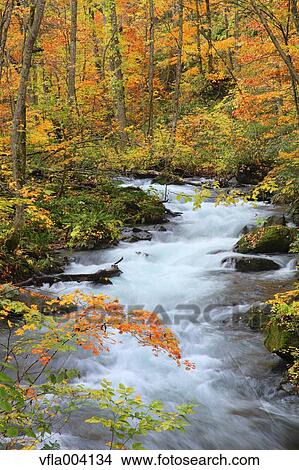 Picture - Autumn colors, Aomori Prefecture, Japan. Fotosearch