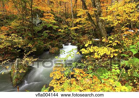 Picture - Autumn colors, Aomori Prefecture, Japan. Fotosearch