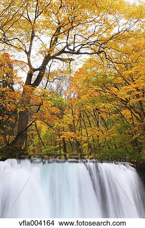 Autumn colors, Aomori Prefecture, Japan View Large Photo Image Picture - Autumn colors, Aomori Prefecture, Japan. Fotosearch