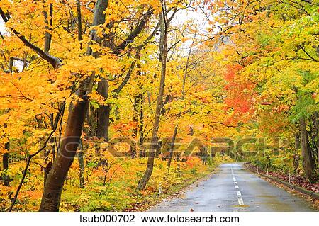Stock Image - Autumn colors, Aomori Prefecture, Japan. Fotosearch