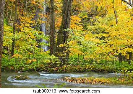 Stock Image - Autumn colors, Aomori Prefecture, Japan. Fotosearch