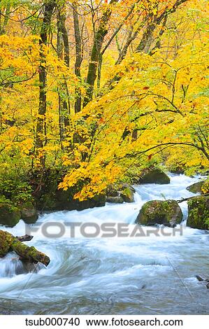 Autumn colors, Aomori Prefecture, Japan View Large Photo Image Stock Image - Autumn colors, Aomori Prefecture, Japan. Fotosearch
