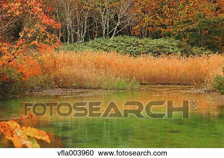 Autumn colors, Aomori Prefecture, Japan View Large Photo Image Stock Image - Autumn colors, Aomori Prefecture, Japan. Fotosearch