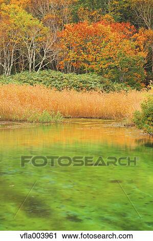 Autumn colors, Aomori Prefecture, Japan View Large Photo Image Stock Image - Autumn colors, Aomori Prefecture, Japan. Fotosearch