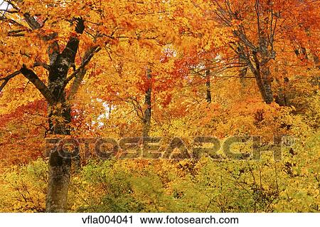 Autumn colors, Aomori Prefecture, Japan View Large Photo Image Stock Image - Autumn colors, Aomori Prefecture, Japan. Fotosearch