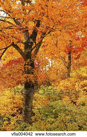 Stock Image - Autumn colors, Aomori Prefecture, Japan. Fotosearch