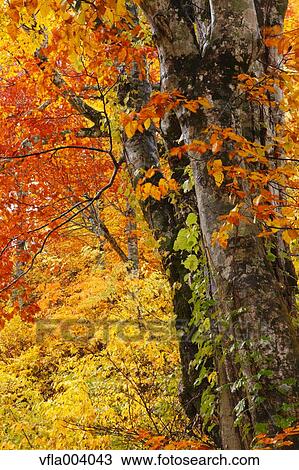 Autumn colors, Aomori Prefecture, Japan View Large Photo Image Stock Image - Autumn colors, Aomori Prefecture, Japan. Fotosearch