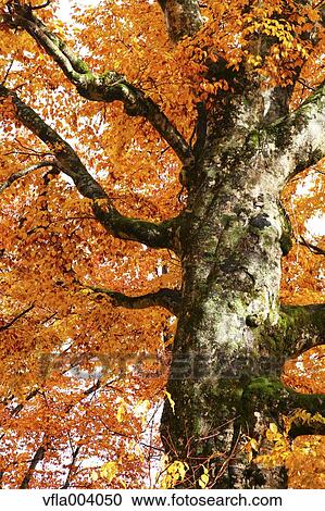Autumn colors, Aomori Prefecture, Japan View Large Photo Image Stock Image - Autumn colors, Aomori Prefecture, Japan. Fotosearch
