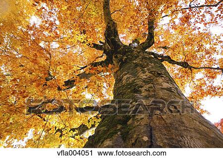 Autumn colors, Aomori Prefecture, Japan View Large Photo Image Stock Image - Autumn colors, Aomori Prefecture, Japan. Fotosearch