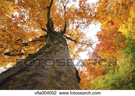 Stock Image - Autumn colors, Aomori Prefecture, Japan. Fotosearch