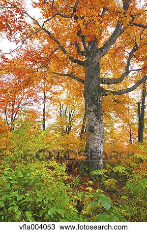 Autumn colors, Aomori Prefecture, Japan View Large Photo Image Stock Image - Autumn colors, Aomori Prefecture, Japan. Fotosearch