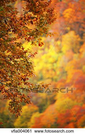 Autumn colors, Aomori Prefecture, Japan View Large Photo Image Stock Image - Autumn colors, Aomori Prefecture, Japan. Fotosearch