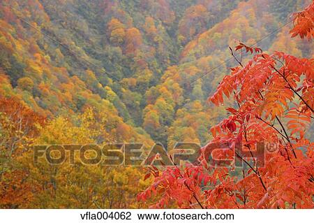 Autumn colors, Aomori Prefecture, Japan View Large Photo Image Stock Image - Autumn colors, Aomori Prefecture, Japan. Fotosearch