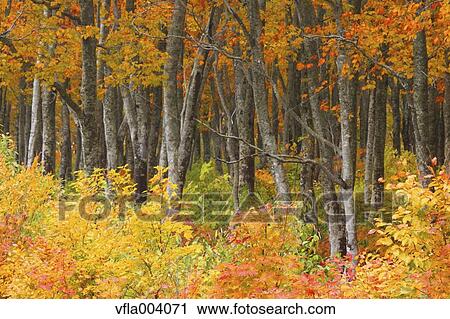 Stock Image - Autumn colors, Aomori Prefecture, Japan. Fotosearch