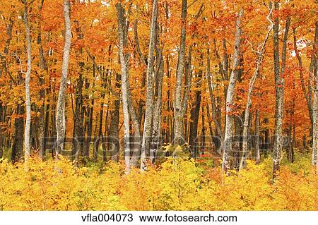 Autumn colors, Aomori Prefecture, Japan View Large Photo Image Stock Image - Autumn colors, Aomori Prefecture, Japan. Fotosearch