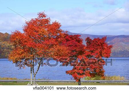 Autumn colors, Aomori Prefecture, Japan View Large Photo Image Stock Image - Autumn colors, Aomori Prefecture, Japan. Fotosearch
