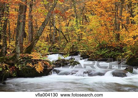 Stock Image - Autumn colors, Aomori Prefecture, Japan. Fotosearch