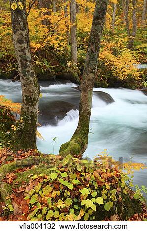 Stock Image - Autumn colors, Aomori Prefecture, Japan. Fotosearch