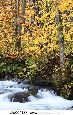 Autumn colors, Aomori Prefecture, Japan View Large Photo Image Stock Image - Autumn colors, Aomori Prefecture, Japan. Fotosearch
