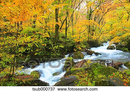 Stock Photo - Autumn colors, Aomori Prefecture, Japan. Fotosearch