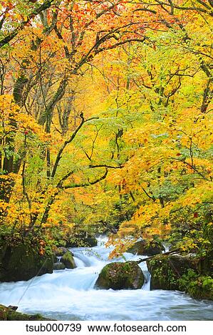 Autumn colors, Aomori Prefecture, Japan View Large Photo Image Stock Photo - Autumn colors, Aomori Prefecture, Japan. Fotosearch