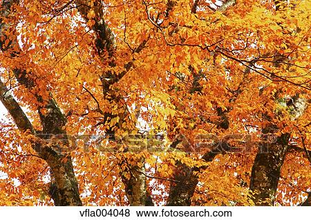 Autumn colors, Aomori Prefecture, Japan View Large Photo Image Stock Photo - Autumn colors, Aomori Prefecture, Japan. Fotosearch