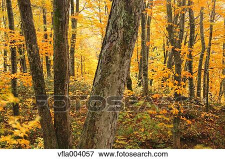 Stock Photo - Autumn colors, Aomori Prefecture, Japan. Fotosearch