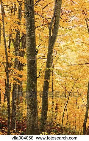 Autumn colors, Aomori Prefecture, Japan View Large Photo Image Stock Photo - Autumn colors, Aomori Prefecture, Japan. Fotosearch