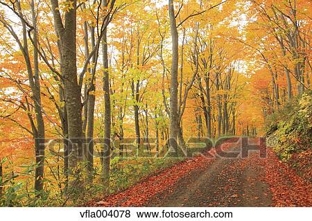 Autumn colors, Aomori Prefecture, Japan View Large Photo Image Stock Photo - Autumn colors, Aomori Prefecture, Japan. Fotosearch