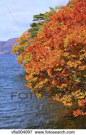 Autumn colors, Aomori Prefecture, Japan View Large Photo Image Stock Photo - Autumn colors, Aomori Prefecture, Japan. Fotosearch