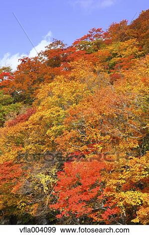 Stock Photo - Autumn colors, Aomori Prefecture, Japan. Fotosearch