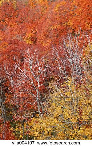 Stock Photo - Autumn colors, Aomori Prefecture, Japan. Fotosearch