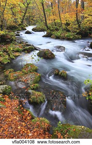 Stock Photo - Autumn colors, Aomori Prefecture, Japan. Fotosearch