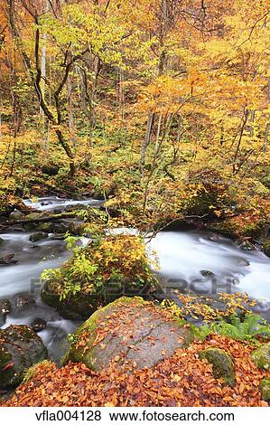 Stock Photo - Autumn colors, Aomori Prefecture, Japan. Fotosearch