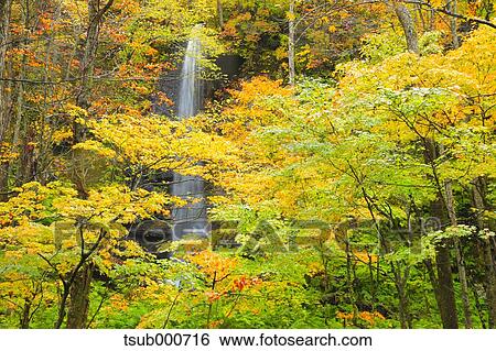 Stock Photograph - Autumn colors, Aomori Prefecture, Japan. Fotosearch
