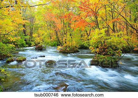 Autumn colors, Aomori Prefecture, Japan View Large Photo Image Stock Photograph - Autumn colors, Aomori Prefecture, Japan. Fotosearch