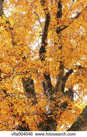 Stock Photograph - Autumn colors, Aomori Prefecture, Japan. Fotosearch