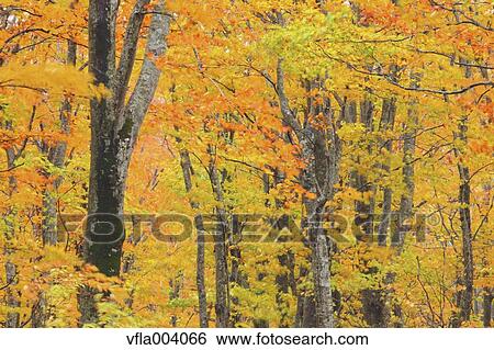 Stock Photograph - Autumn colors, Aomori Prefecture, Japan. Fotosearch
