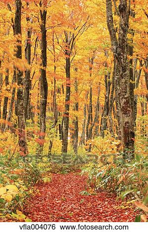 Stock Photograph - Autumn colors, Aomori Prefecture, Japan. Fotosearch