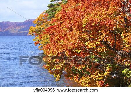 Stock Photograph - Autumn colors, Aomori Prefecture, Japan. Fotosearch