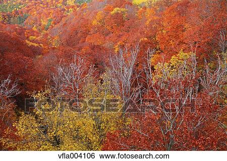 Stock Photograph - Autumn colors, Aomori Prefecture, Japan. Fotosearch