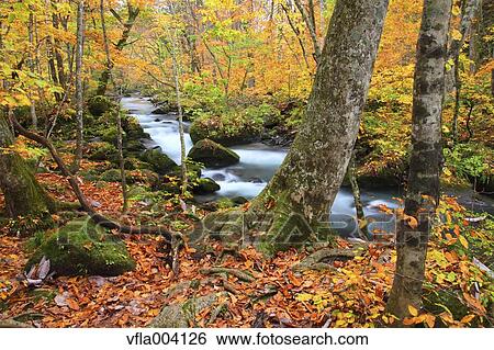 Autumn colors, Aomori Prefecture, Japan View Large Photo Image Stock Photograph - Autumn colors, Aomori Prefecture, Japan. Fotosearch