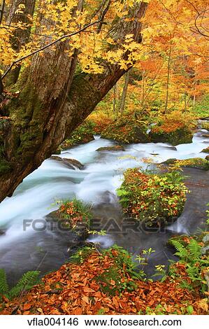 Stock Photograph - Autumn colors, Aomori Prefecture, Japan. Fotosearch