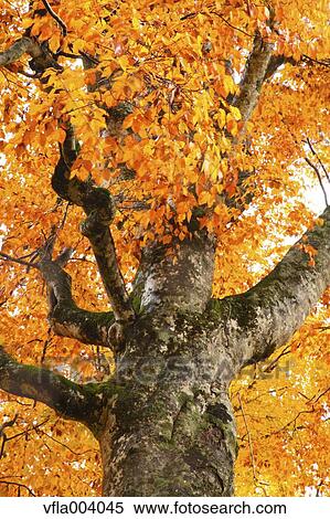Stock Photography - Autumn colors, Aomori Prefecture, Japan. Fotosearch